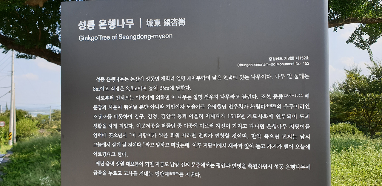 전우치 성지 성동 은행나무