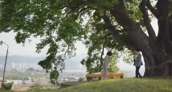 이상한변호사우영우 성지 팽나무